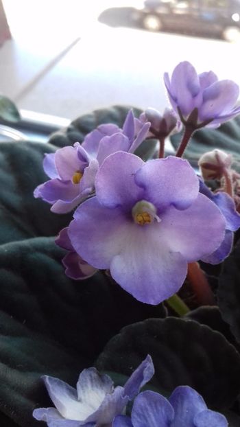  - VIOLETE DE COLECTIE 2017