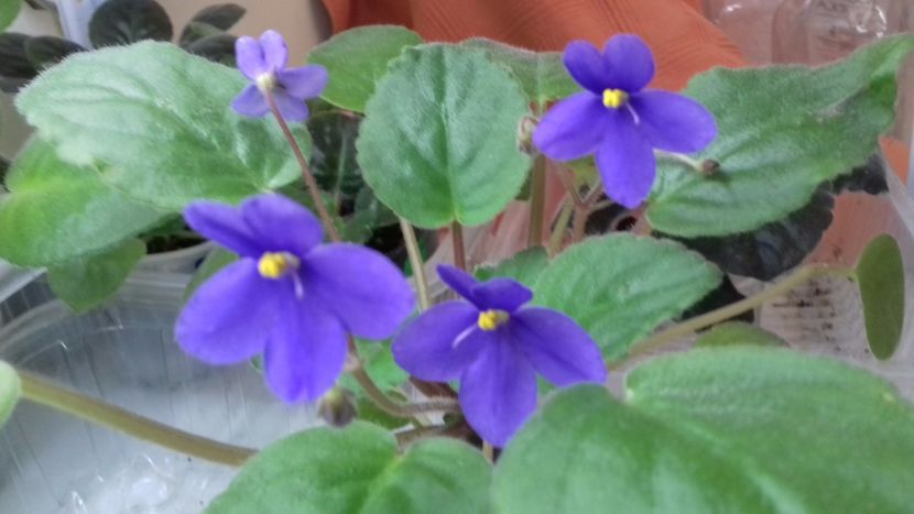  - VIOLETE DE COLECTIE 2017