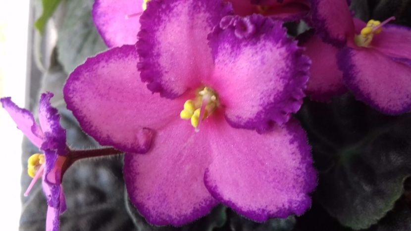  - VIOLETE DE COLECTIE 2017