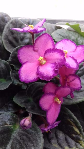  - VIOLETE DE COLECTIE 2017