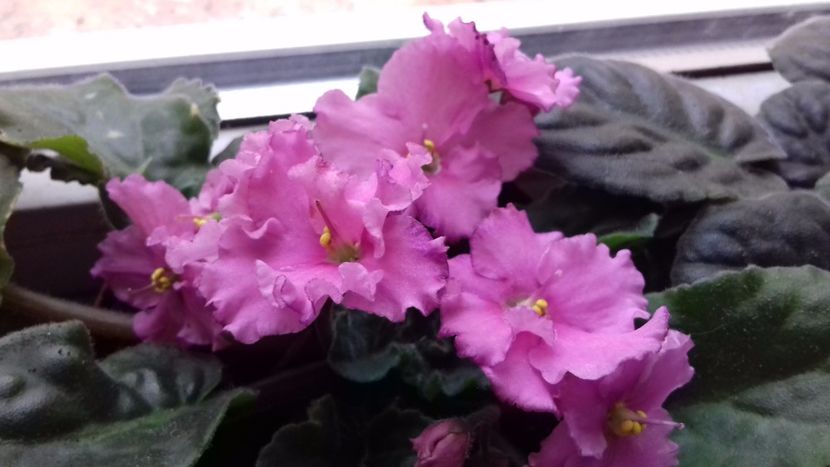  - VIOLETE DE COLECTIE 2017