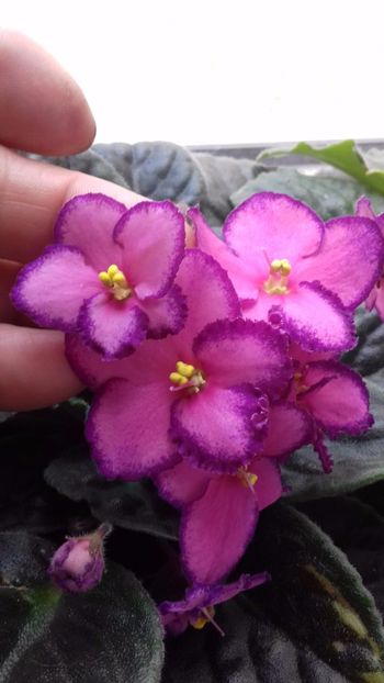  - VIOLETE DE COLECTIE 2017