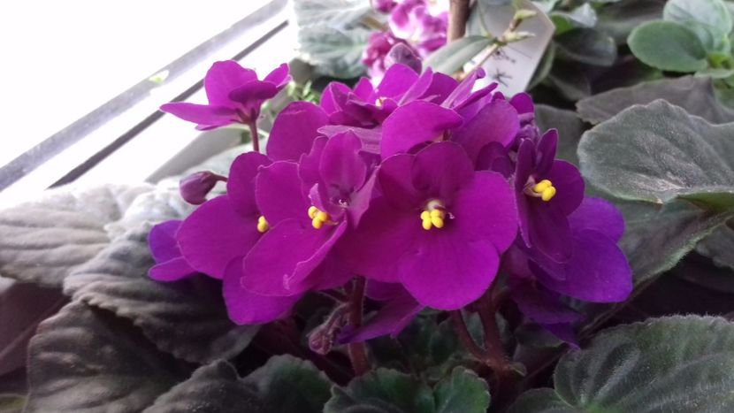  - VIOLETE DE COLECTIE 2017