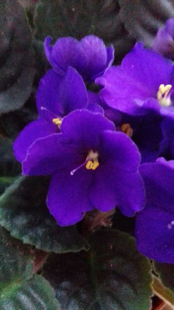  - VIOLETE DE COLECTIE 2017