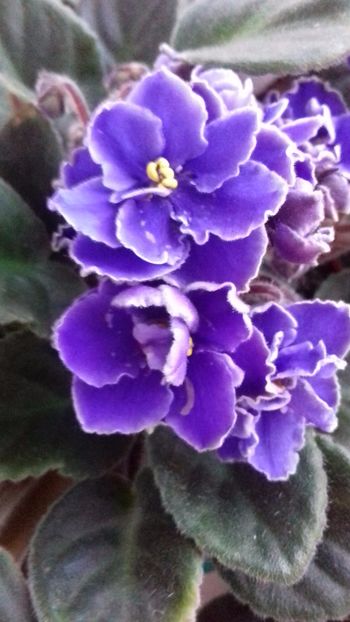  - VIOLETE DE COLECTIE 2017