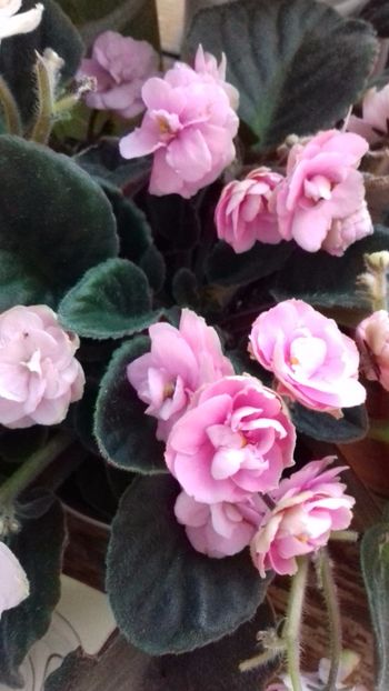  - VIOLETE DE COLECTIE 2017