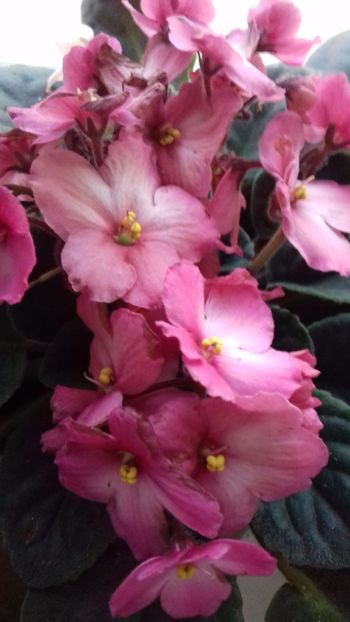  - VIOLETE DE COLECTIE 2017