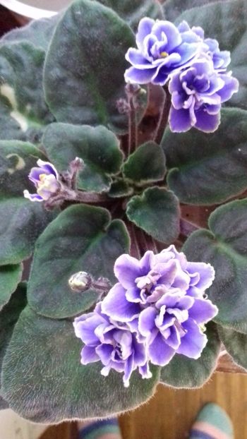  - VIOLETE DE COLECTIE 2017