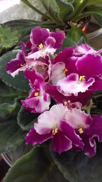  - VIOLETE DE COLECTIE 2017