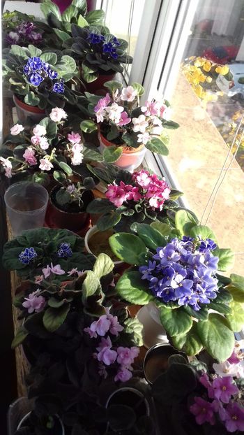  - VIOLETE DE COLECTIE 2017