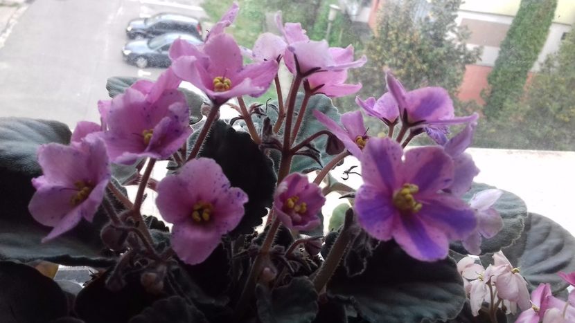  - VIOLETE DE COLECTIE 2017