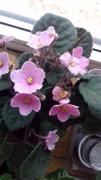  - VIOLETE DE COLECTIE 2017