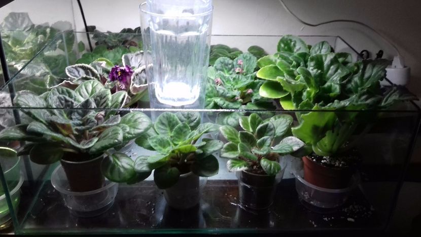  - VIOLETE DE COLECTIE 2017