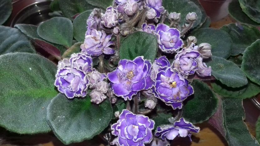 OP.TRINIDAD II - VIOLETE DE COLECTIE 2017