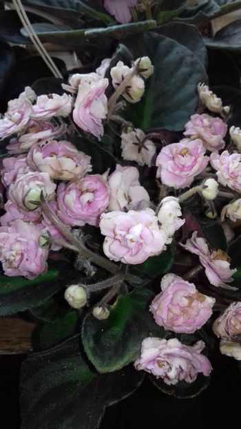 OP. My  Delicht - VIOLETE DE COLECTIE 2017