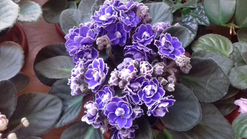 OP.Yelesthon - VIOLETE DE COLECTIE 2017