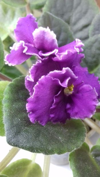 Newton  Ohio - VIOLETE DE COLECTIE 2017