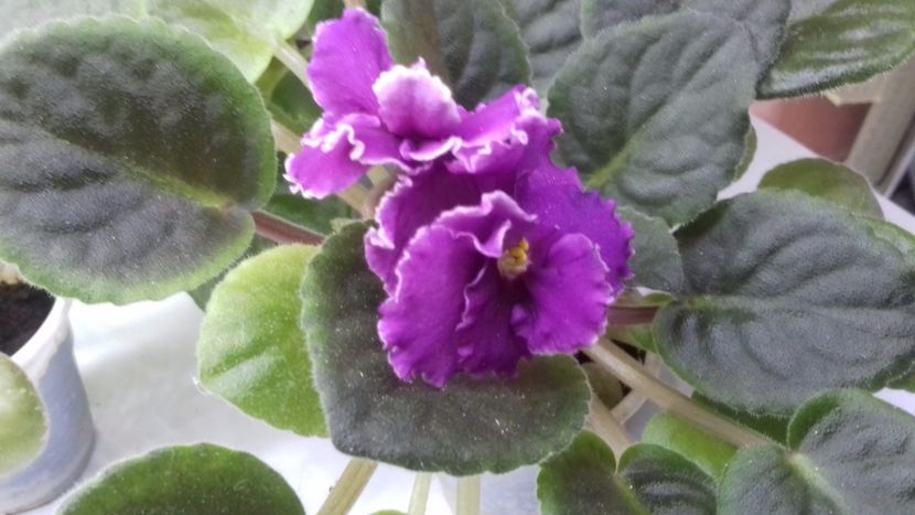 Newton Ohio - VIOLETE DE COLECTIE 2017