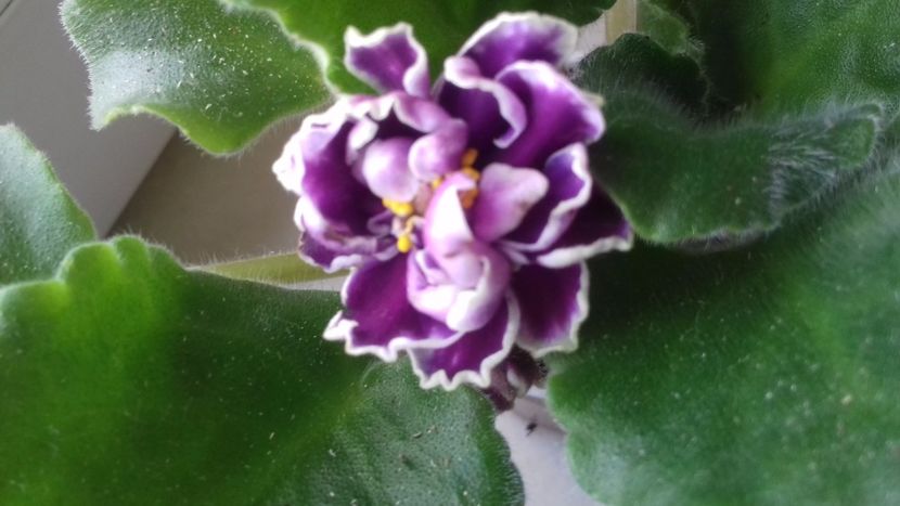 Chateau Brion - VIOLETE DE COLECTIE 2017