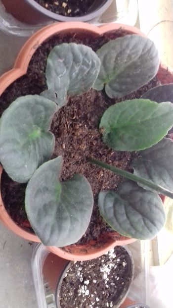 22.08.2017 - VIOLETE DE COLECTIE 2017