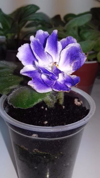  - VIOLETE DE COLECTIE 2017