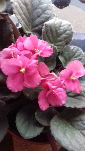  - VIOLETE DE COLECTIE 2017