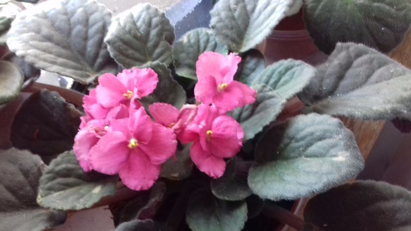  - VIOLETE DE COLECTIE 2017