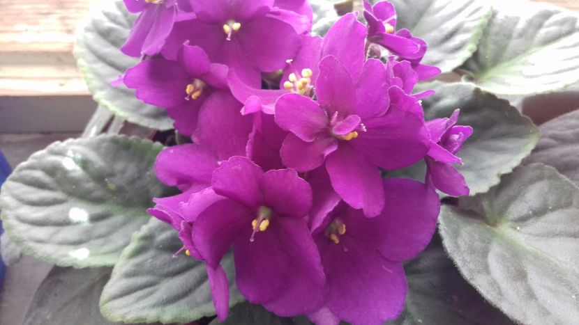  - VIOLETE DE COLECTIE 2017