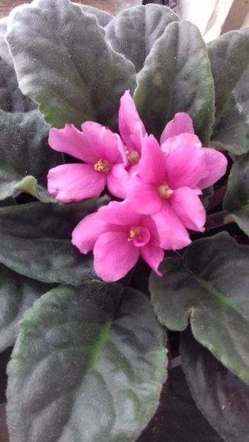  - VIOLETE DE COLECTIE 2017