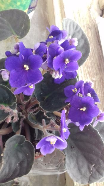  - VIOLETE DE COLECTIE 2017