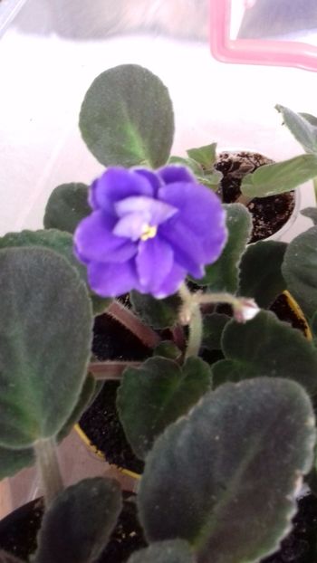  - VIOLETE DE COLECTIE 2017