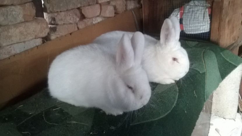  - 03 NEOZEELANDEZ ALB