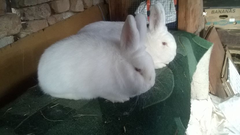  - 03 NEOZEELANDEZ ALB