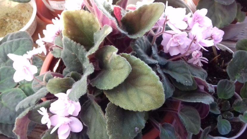  - VIOLETE DE COLECTIE 2017