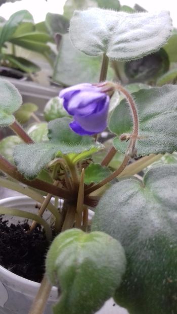  - VIOLETE DE COLECTIE 2017