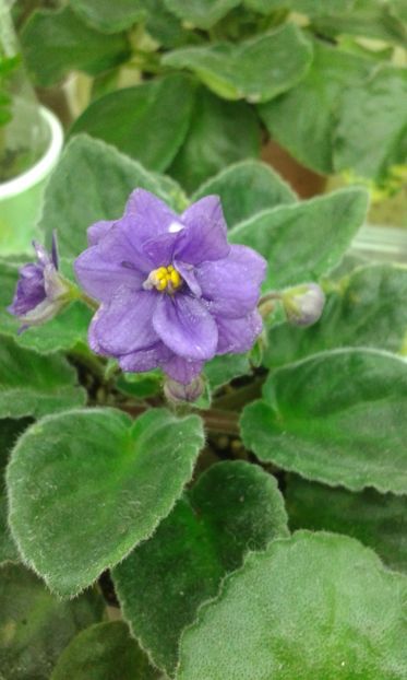 Eskimo  Kiss - VIOLETE DE COLECTIE 2017