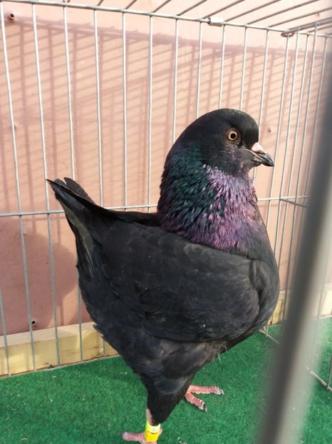 Femelă 2017 PERECHEA 3 - MATCA KING 2018