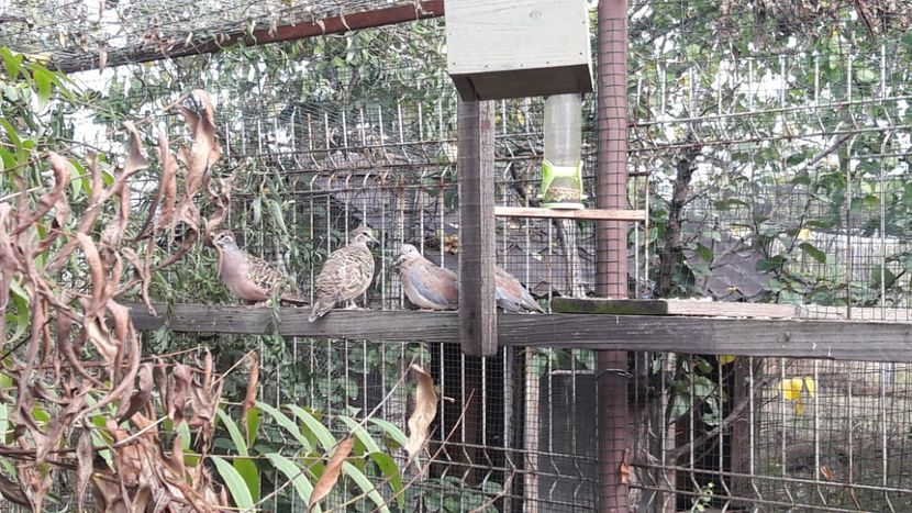  - PORUMBEI ARIPA DE BRONZ