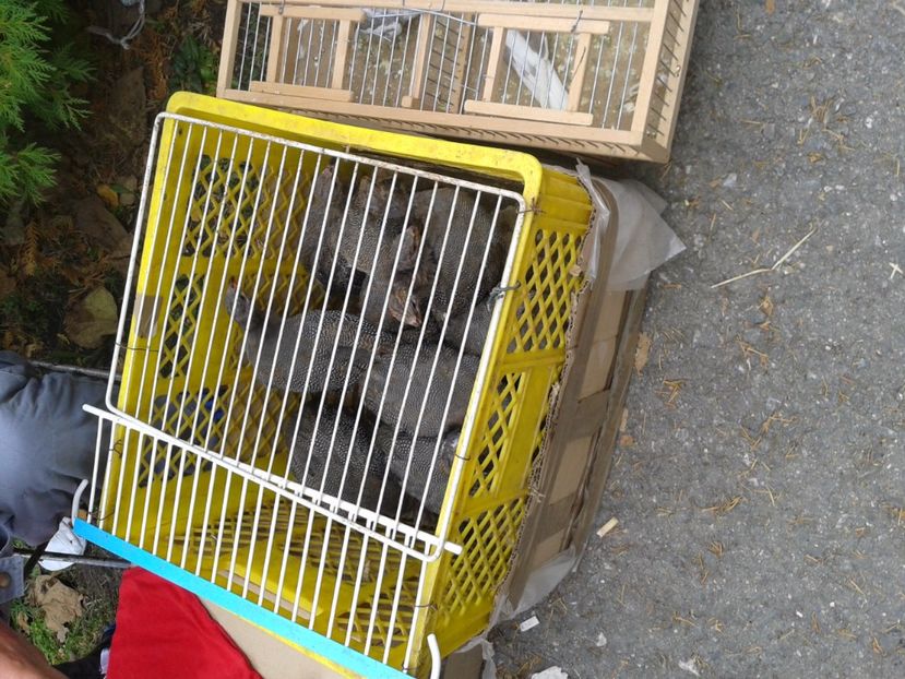 Fotografie0017 - 24---targ pancevo serbia 29 10 2017