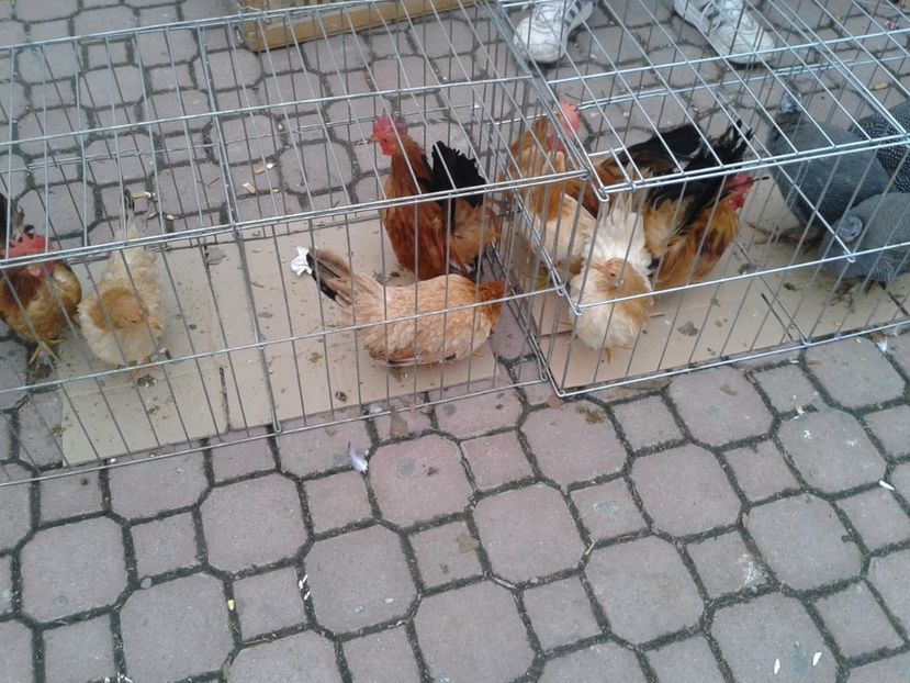 Fotografie0022 - 24---targ pancevo serbia 29 10 2017