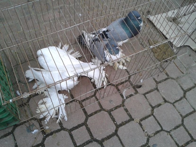 Fotografie0024 - 24---targ pancevo serbia 29 10 2017