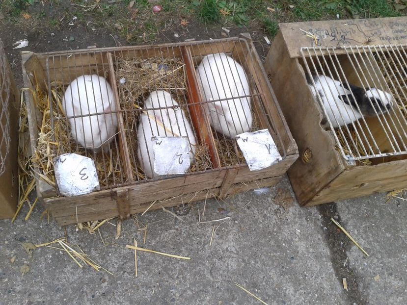 Fotografie0025 - 24---targ pancevo serbia 29 10 2017