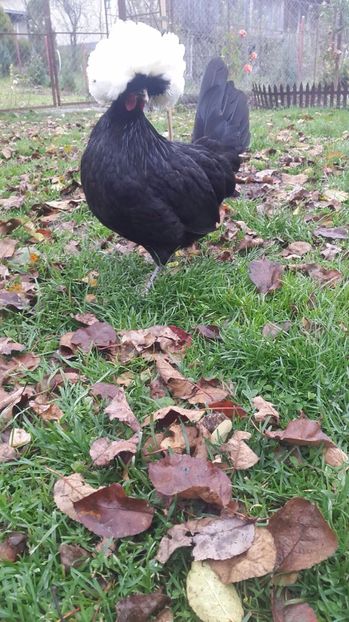 IMG-20171029-WA0004 - Motata olandeza 2018