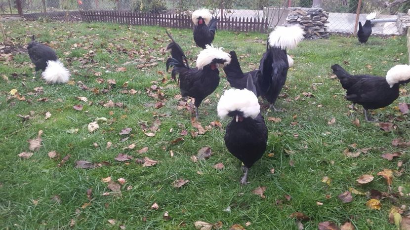 IMG-20171029-WA0002 - Motata olandeza 2018