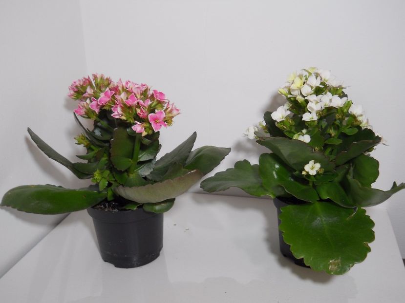 Kalanchoe - Plante de apartament