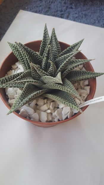  - Haworthia limifolia spider white