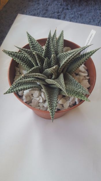  - Haworthia limifolia spider white