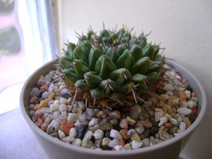 Mammillaria sempervivi - Cactusi 2017 final de an