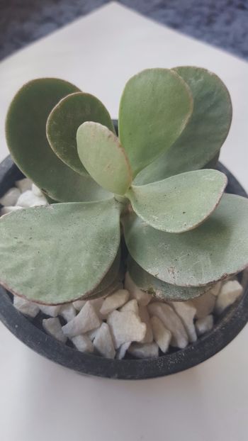  - Kalanchoe scapigera