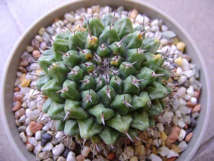 Mammillaria sempervivi - Cactusi 2017 final de an
